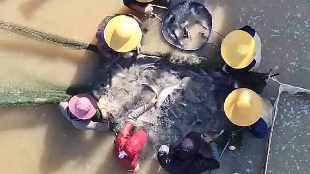 视频 | 博罗：龙华供销渔场1.2万斤鲜鱼“游”向大湾区