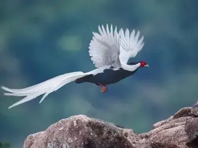 在星湖，跟着这条跨越全球的 “空中航线”，解锁观鸟新体验