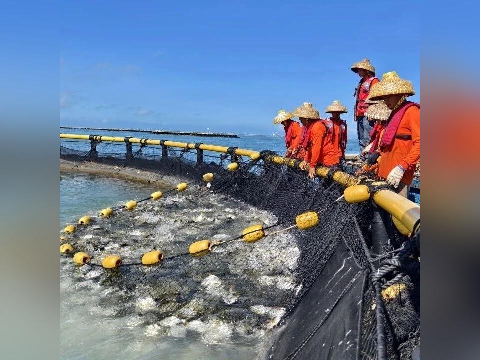 广东海发公司首批金鲳鱼“起网” 预计年内产出600万斤优质金鲳鱼