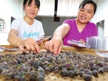 聚焦“百千万工程”｜200亩桃金娘，丰收啦！