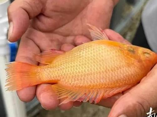 粤来粤好百千万｜电白树仔镇打造红鲷鱼育苗养殖基地 年产能可达2亿尾