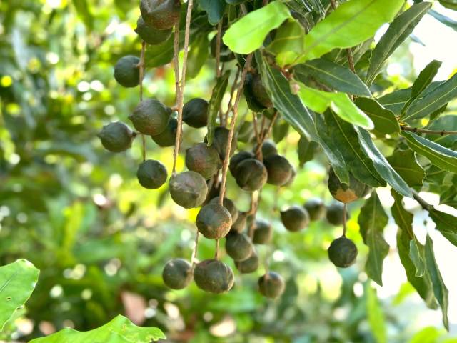 【图说博罗“百千万工程”】点“果”成金