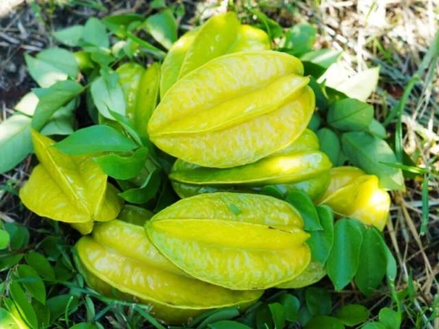 又甜又有“颜”！龙门这里的“星星果”喜迎丰收