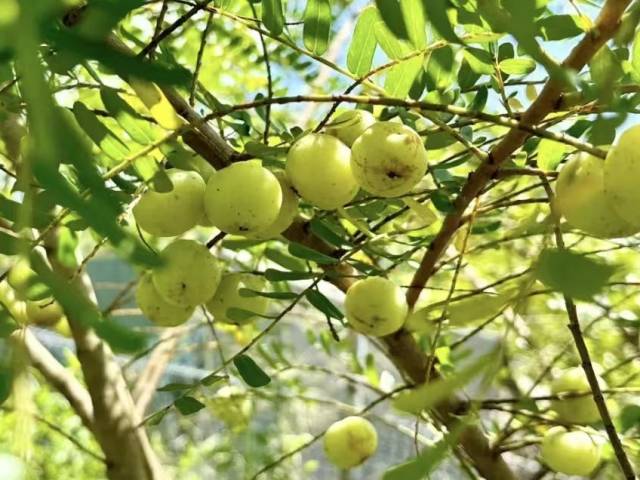 【图说博罗“百千万工程”】一口清甜 喉底回甘