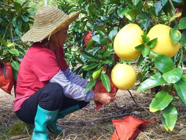 山泉灌溉，清甜化渣！博罗柏塘30万斤柚子成熟上市