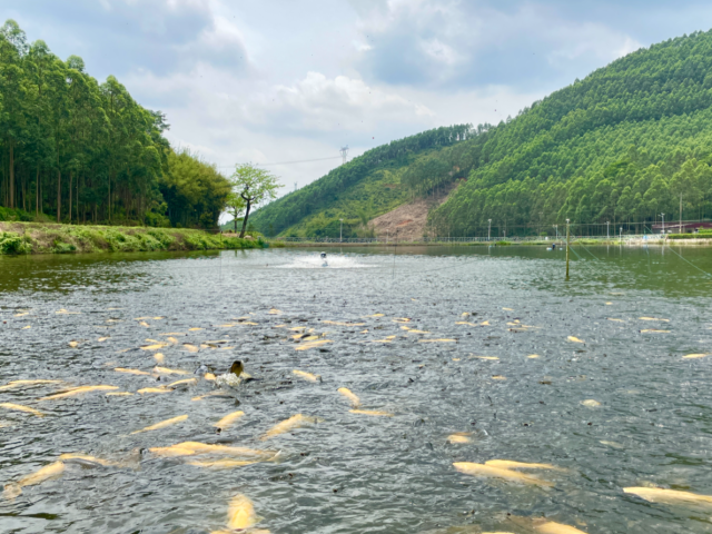 鱼跃湾区！博罗17个供销渔场“一条龙”服务带富乡亲