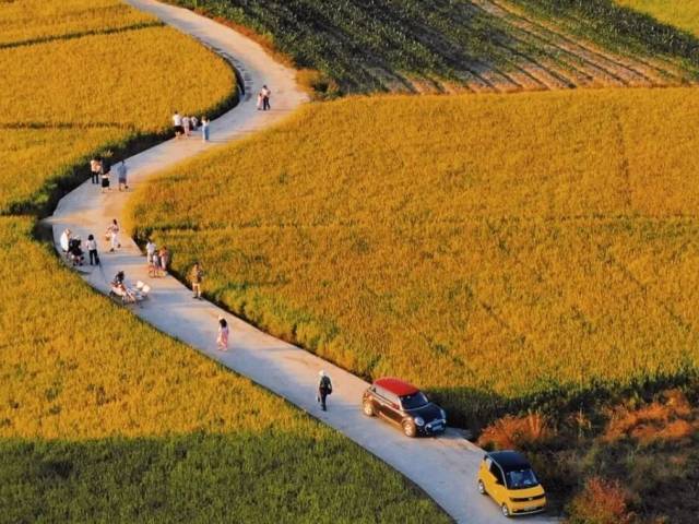 来韶关,过几天“金色的日子”!