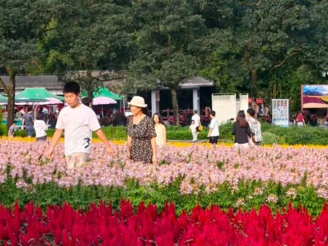 这个假期,石门国家森林公园“出圈”更“出彩”!