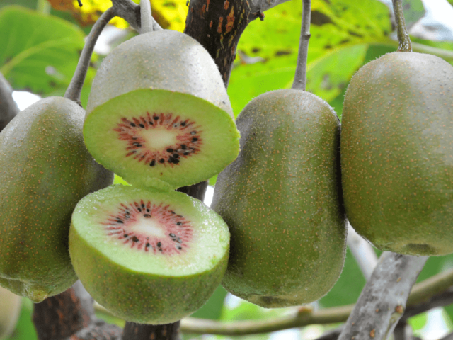 国庆中秋喊你来韶关摘果!从果园到山野,摘蜜柚、寻山稔、品百香果……把季节的甜带回家