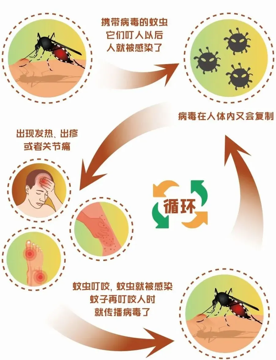 一定要重视！基孔肯雅热超54%这样传染→, image size:902x1174