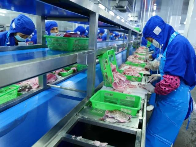 粤来粤好百千万 | 307.83亿元！茂名农产品加工业发展迅猛