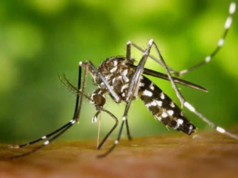 警惕“关节杀手”！一张漫画教你分辨基孔肯雅热