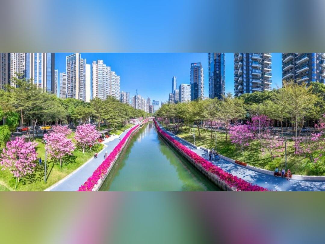 美!美!美! “圳”迎十五运