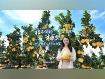 年产值超65亿元,梅州如何把一颗柚子“吃干榨尽”?|粤来粤好百千万