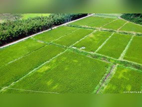 龙门龙华镇:复垦复种唤醒“沉睡”土地,生态富农绘就乡村振兴新图景