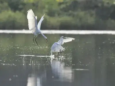 我，一只白鹭，只是在广东肇庆这里歇了个脚……