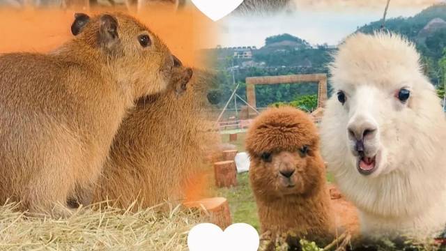 周末就出发！韶关版《疯狂动物城》实锤！华南虎、羊驼、小鹿… 承包你的治愈时光