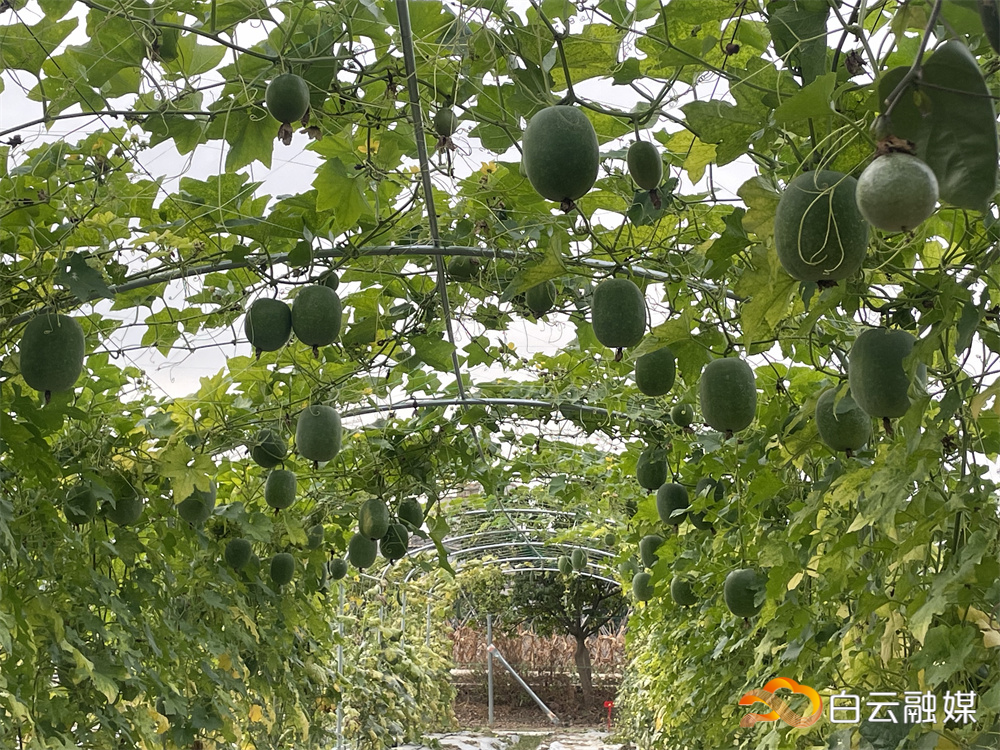 来钟落潭当一回“吃瓜群众”, 近百种特色瓜果开放采摘_南方+_南方plus