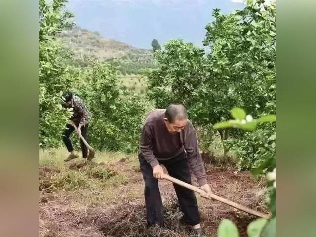 冬季病虫害防治别松懈,把好今年最后一关