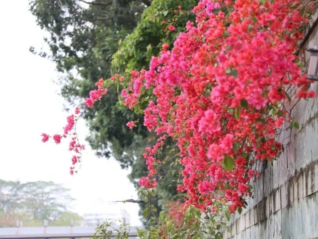 镜头里的初冬浪漫!惠城这些“花路”藏不住了