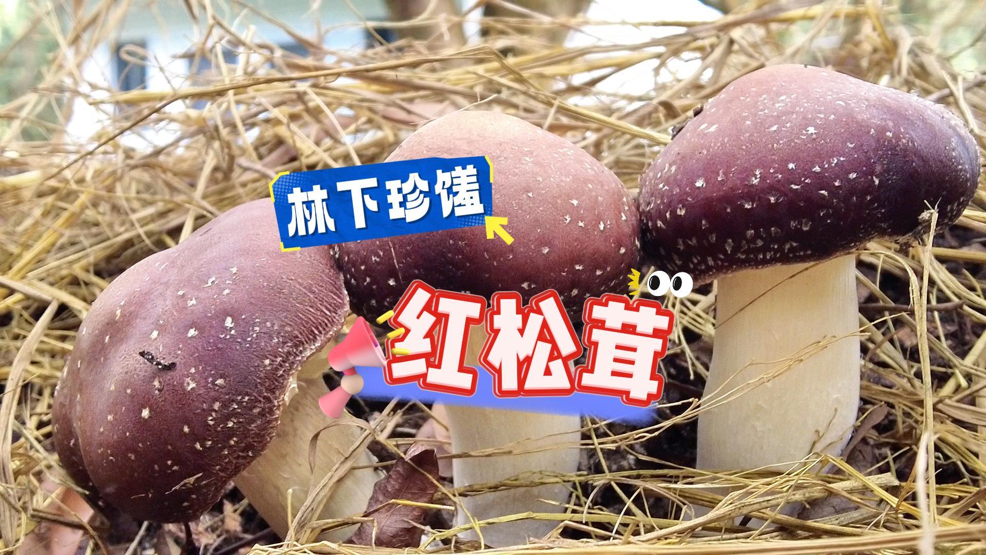 从化荔枝林下长出红松茸,撑开生态效益双赢 “致富伞”_南方+_南方plus