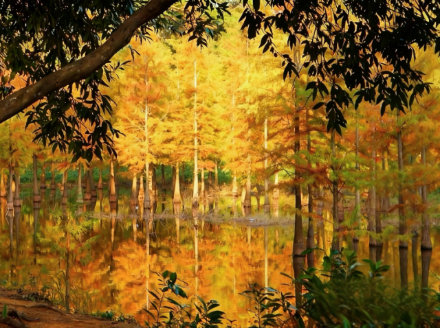 钟村冬日顶流,错过等一年! 大夫山落羽杉林等你来打卡