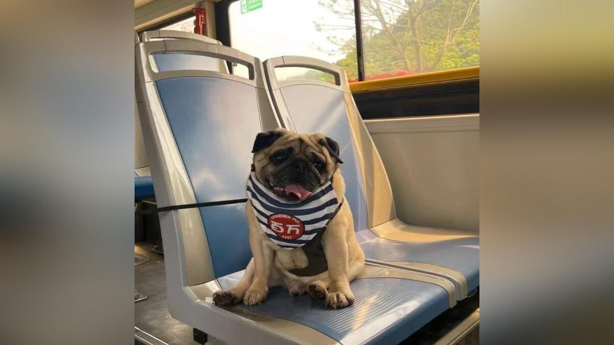 起猛了!这里竟是现实版“疯狂动物城”