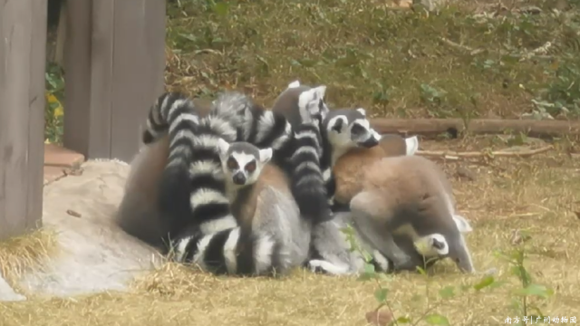 环尾狐猴抱团取暧，降温了，大家也注意保暖哦