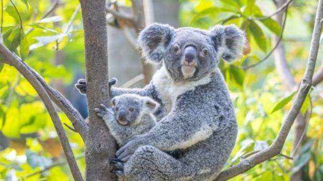 萌翻了！长隆野生动物世界考拉宝宝正式亮相