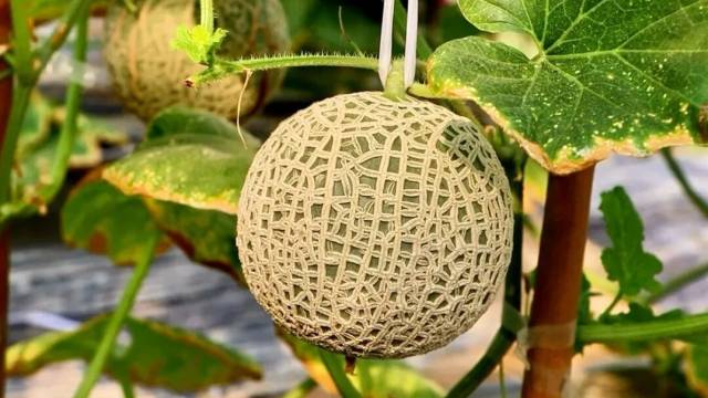 元旦遛娃休闲首选！从化这个国家级生态农场四大甜果熟了，赶紧冲→