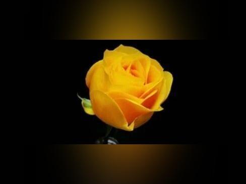 这朵黄月季,就叫“文秀”吧!