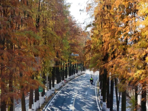 正值观赏期！南沙落羽杉！红！了！