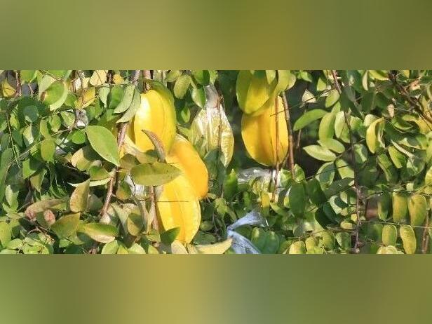 视觉增城 | 在增城南池村,解锁杨桃的秋冬“旅程”