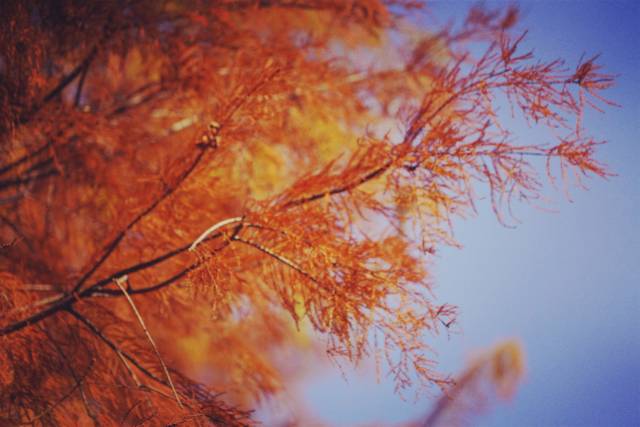 在罗浮山，收藏一片冬日限定的“红羽”