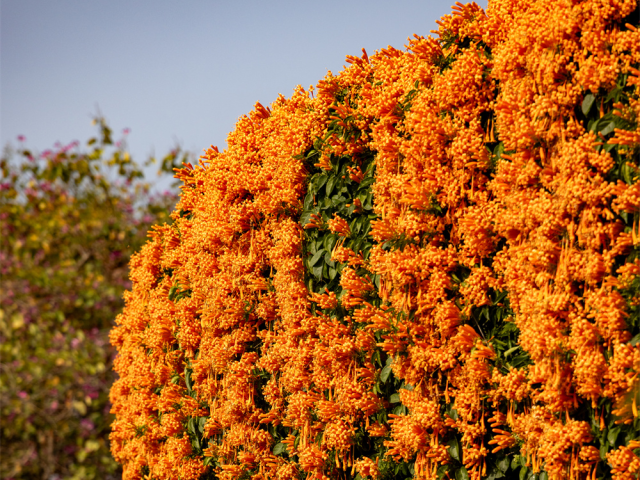 雕塑公园炮仗花盛放，“烈焰花瀑”喜迎新春