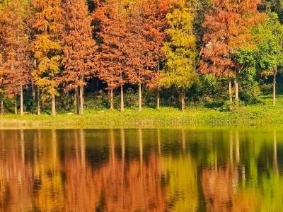 惠城落羽杉红了！观赏全攻略→