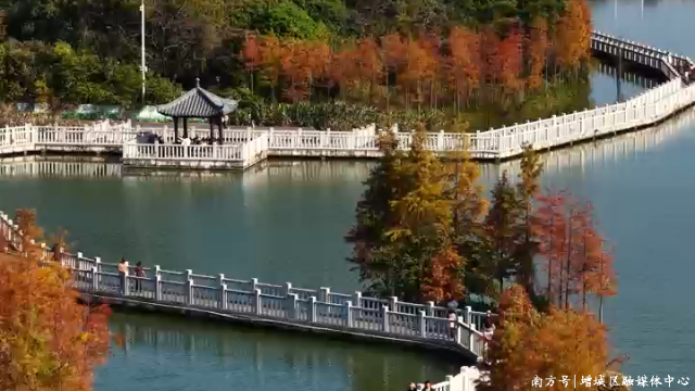 广州增城：太出片了！落羽杉披“红妆” 冬日生态画卷醉游人！