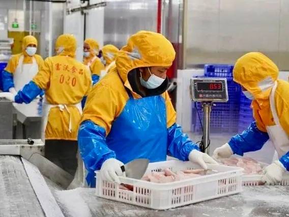 “外来客”成“广货”，茂名茂南罗非鱼何以行天下？