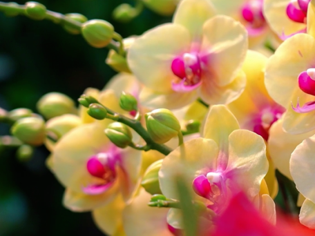 逛花市,行大运!2026博罗迎春花市第一波时间地点来啦!