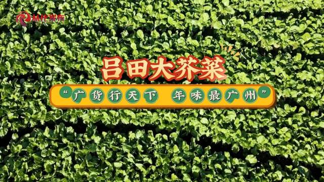 “广货行天下 年味最广州”，老广的冬天，不能没有吕田大芥菜！