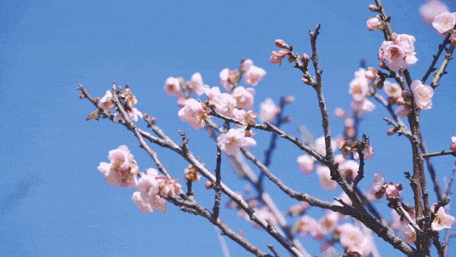 超美超出片!27000平方米,1700株梅花初绽!