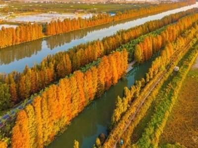 全年最佳观赏期！江门冬日限定美景上线