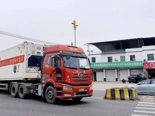 韶关黑皮冬瓜发往荷兰，“广货”将上欧洲餐桌