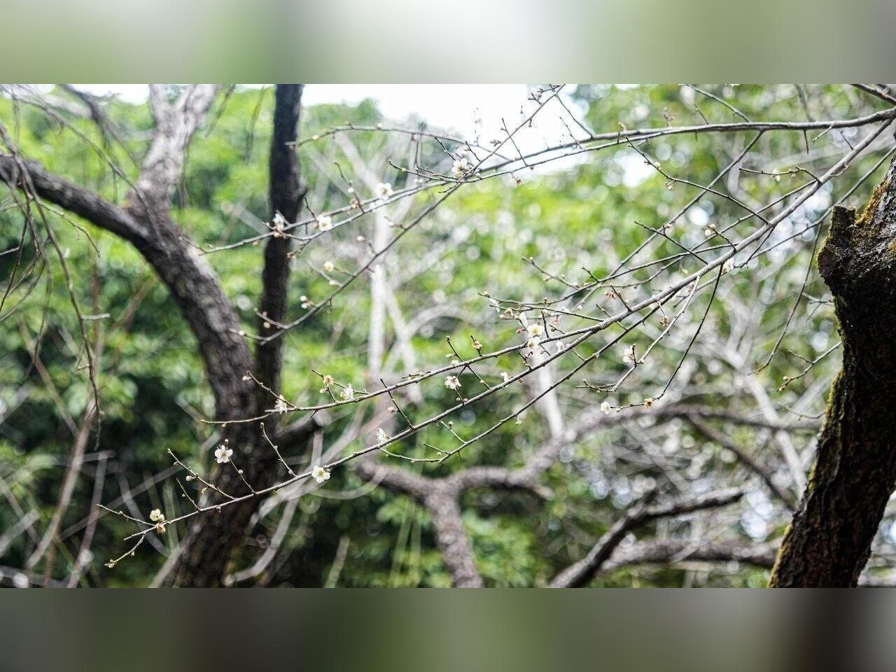 花为信,叶为笺。清溪青梅捎来山色请柬。