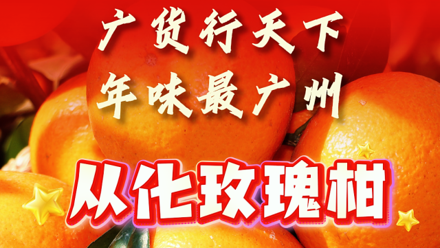 从化山野里的玫瑰柑，是专属广州的新春甜蜜滋味