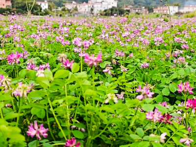 广东省委农村工作会议提到的紫云英是什么？