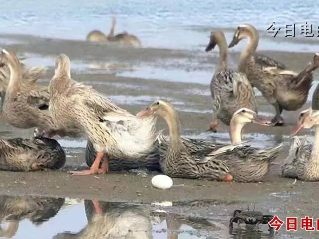 广货行天下丨电白红心鸭蛋：一枚红芯燃爆广货出海潮