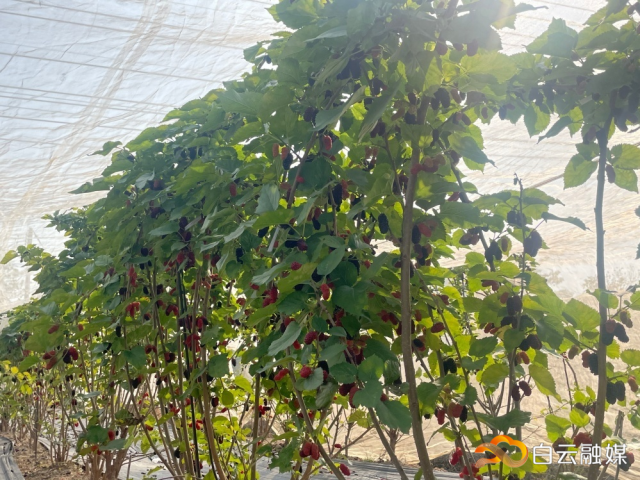 “葚”是美好!白云首批桑葚甜蜜上市