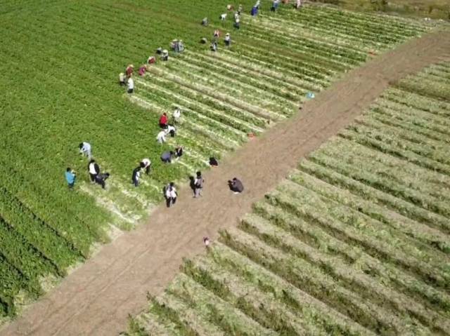 广货行天下 | 电白：“小萝卜”链成乡村振兴大产业
