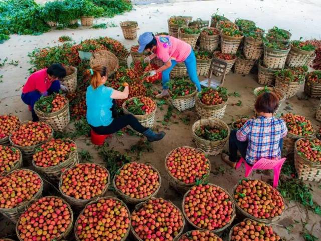 广货行天下 | 羊城晚报：再添新坐标！高州果干首次挺进中亚市场